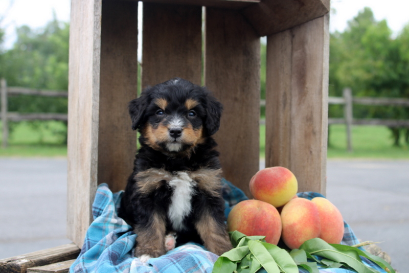 puppy, for, sale, Mini Bernedoodle F2, Matthew B. Stoltzfus, dog, breeder, Gap, PA, dog-breeder, puppy-for-sale, forsale, nearby, find, puppyfind, locator, puppylocator, aca